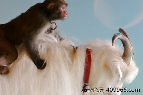 2025年第088期幽默猜测：果树的秘密