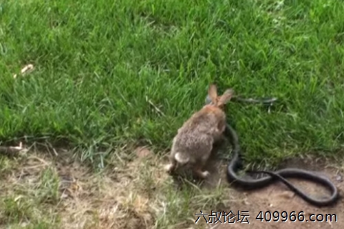 2025年第090期幽默猜测：蛇请兔子吃饭