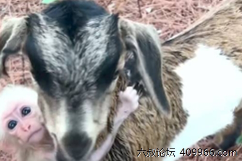 2025年第095期幽默猜测：猴羊互助