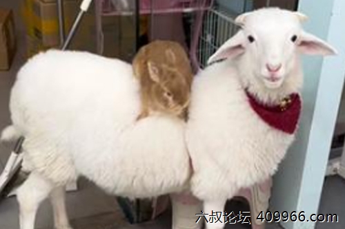 2025年第118期幽默猜测：温暖座骑