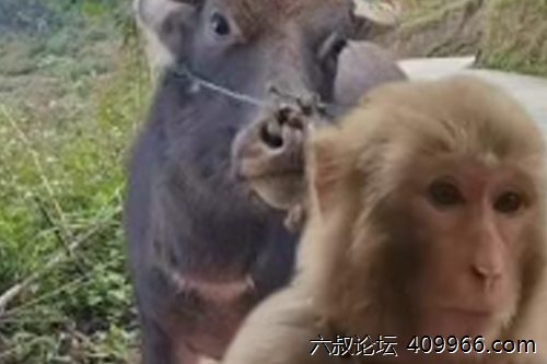 2025年第128期幽默猜测：树上的约定